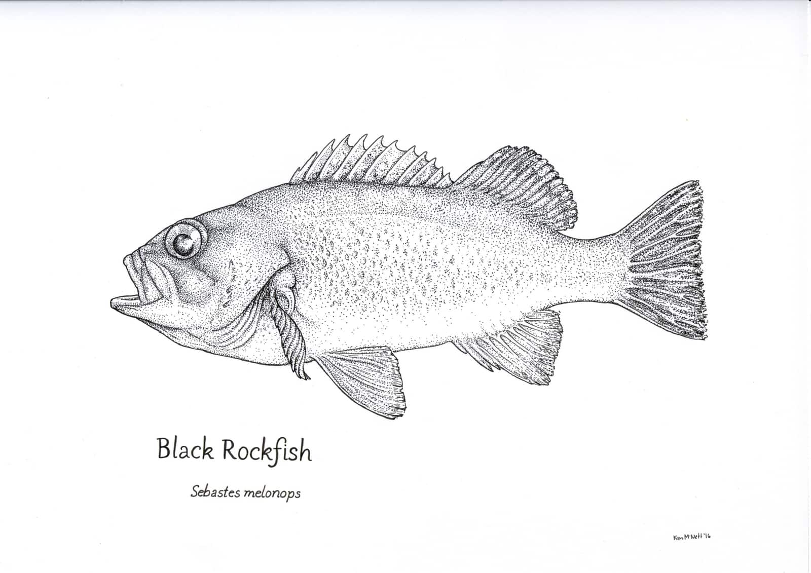 Marine and Aquatic Life — Drawings